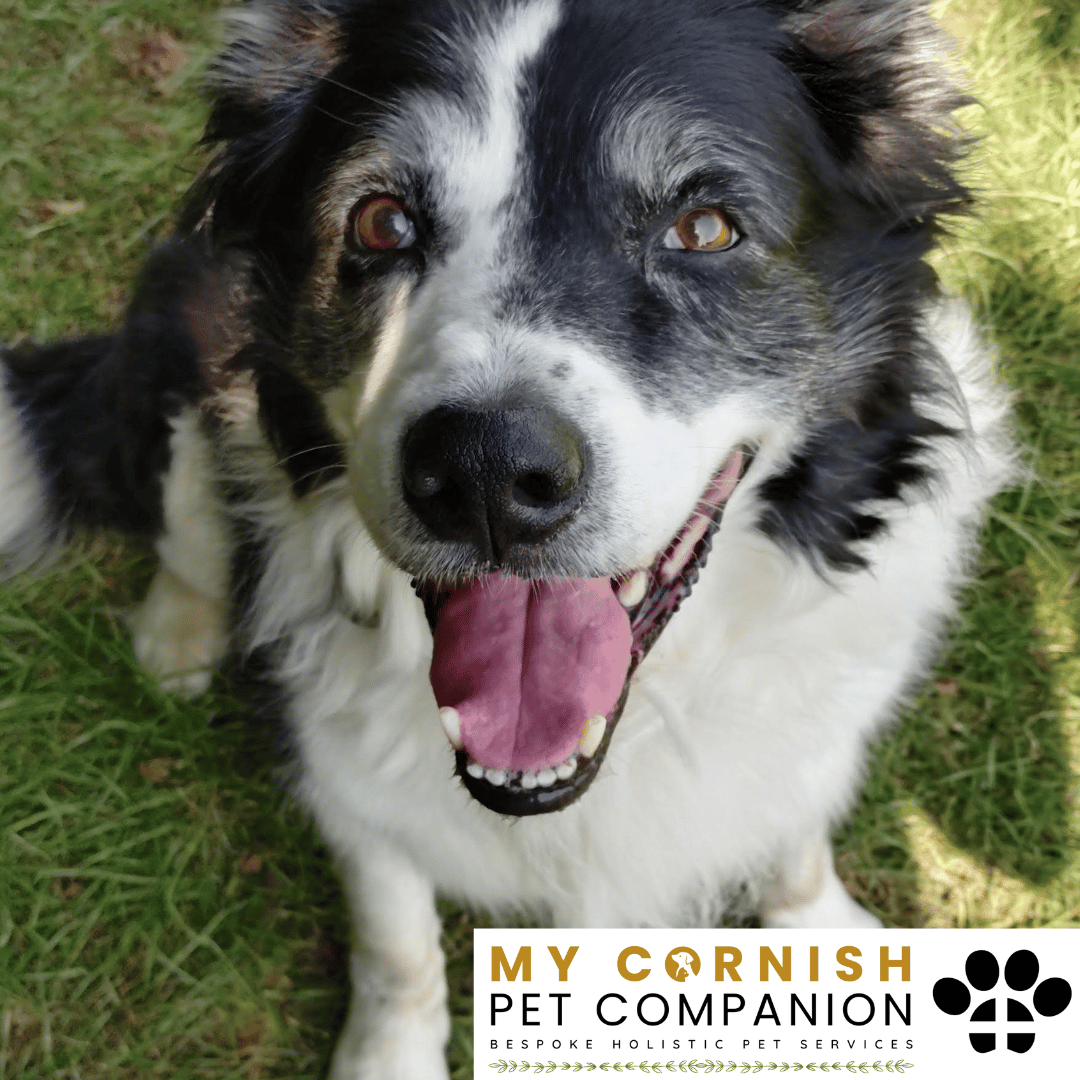 Pet Sitting Services in Saltash. Pet Sitting Services in Cornwall. Pet Sitting Services in Devon. Pet Sitting Services in Devon & Cornwall My Cornish Pet Companion offers professional pet sitting services, personalised pet care services and dedicated pet chaperone services across Saltash, Devon, and Cornwall. From wedding pet chaperone to special event and life event pet chaperone services, I'm here to make sure your pets are cared for, wherever life takes you. Pet Chaperone Services in Saltash. Pet Chaperone Services in Cornwall. Pet Chaperone Services in Devon. Pet Chaperone Services in Devon & Cornwall My Cornish Pet Chaperone offers professional pet chaperone services, personalised pet chaperone services and dedicated pet chaperone services across Saltash, Devon, and Cornwall. From wedding pet chaperone to special event and life event pet chaperone services, I'm here to make sure your pets are cared for, wherever life takes you. Pet Doula Services in Saltash. Pet Doula Services in Cornwall. Pet Doula Services in Devon. Pet Doula Services in Devon & Cornwall My Cornish Pet Doula offers professional pet doula and pet and animal end of life support services, personalised pet doula services and dedicated pet doula services across Saltash, Devon, and Cornwall. When it's time to say goodbye to your family's best friend, then I'm here to bring support and guidance at a difficult time. PROFESSIONAL PET CARE IN SALTASH, CORNWALL AND DEVON. PET SITTING IN SALTASH. PET SITTING IN CORNWALL. PET SITTING IN DEVON. HOUSE SITTING IN CORNWALL AND DEVON. WEDDING PET CHAPERONE SERVICES. PET DOULA AND PET END-OF-LIFE SUPPORT. My Cornish Pet Companion provides professional, trusted, reliable and compassionate pet care services from our base in Saltash, Cornwall, serving pet owners across Cornwall, Devon and the wider Devon and Cornwall region. Offering personalised pet sitting, dog sitting, cat sitting, in-home pet sitting, holiday pet sitting, overnight pet care, house sitting, house and pet sitting, wedding pet chaperone services, dog wedding chaperone services, special event pet chaperoning, senior pet care, pet doula services, palliative pet support and compassionate pet end-of-life support, My Cornish Pet Companion provides a highly personal alternative for owners looking for experienced and dependable professional pet care in Saltash, Cornwall and Devon. If you are searching for a PET SITTER IN SALTASH, PET SITTER IN CORNWALL, PET SITTER IN DEVON, PET SITTING IN CORNWALL, PET SITTING IN DEVON, PET SITTING IN SALTASH, DOG SITTER IN CORNWALL, DOG SITTER IN DEVON, CAT SITTER IN CORNWALL, CAT SITTER IN DEVON, HOME PET SITTER, HOLIDAY PET SITTER, OVERNIGHT PET SITTER or PROFESSIONAL PET CARE NEAR ME, My Cornish Pet Companion offers attentive, individual pet care tailored around your animal, their personality, their established routine and their home environment. Our professional in-home pet sitting services allow dogs, cats and other companion animals to remain in familiar surroundings while their owners are away, with dedicated care, companionship, feeding, exercise, attention and support built around their normal everyday routine. Our PET SITTING SERVICES IN CORNWALL AND DEVON are ideal for owners going on holiday, travelling for work, spending a weekend away, attending a special occasion or simply needing trusted additional support with their pets. Based in SALTASH, CORNWALL, My Cornish Pet Companion provides professional pet sitting and home pet care across Cornwall and Devon for owners seeking a dependable alternative to kennels, catteries and traditional pet boarding. Whether you have a dog, cat, puppy, senior pet, multiple pets or an animal with an individual routine, our personalised Cornwall and Devon pet sitting services are centred around comfort, consistency, companionship and compassionate care. My Cornish Pet Companion also provides PROFESSIONAL HOUSE SITTING IN SALTASH, HOUSE SITTING IN CORNWALL, HOUSE SITTING IN DEVON and combined HOUSE AND PET SITTING SERVICES throughout Cornwall and Devon. If you're searching for a HOUSE SITTER NEAR ME, HOUSE SITTER CORNWALL, HOUSE SITTER DEVON, HOUSE SITTER SALTASH, HOLIDAY HOUSE SITTING, OVERNIGHT HOUSE SITTING, HOME SITTING, PROPERTY SITTING or HOUSE AND PET SITTER NEAR ME, our professional house sitting service provides reassurance that your home is being looked after while you're away. From maintaining a reassuring presence at your property to collecting post, watering plants, putting out bins, checking your home and caring for pets in their own surroundings, our house sitting and pet sitting services are tailored to your individual home, animals and requirements. For couples planning a DOG-FRIENDLY WEDDING IN CORNWALL or DOG-FRIENDLY WEDDING IN DEVON, My Cornish Pet Companion also provides dedicated WEDDING PET CHAPERONE SERVICES throughout Saltash, Cornwall and Devon. Our professional wedding dog chaperone and pet wedding chaperone services help make it possible for your beloved pet to be part of your wedding ceremony, wedding photographs and celebrations while receiving dedicated one-to-one care and supervision. Whether your dog is walking down the aisle, greeting wedding guests, appearing in photographs, acting as a ring bearer or simply joining you for part of your special day, our WEDDING PET CHAPERONE CORNWALL and WEDDING PET CHAPERONE DEVON services allow your pet to participate without placing responsibility for their care on your family, bridesmaids, groomsmen or wedding guests. Searching for a WEDDING PET CHAPERONE NEAR ME, DOG WEDDING CHAPERONE NEAR ME, WEDDING DOG SITTER, PET CHAPERONE CORNWALL, PET CHAPERONE DEVON, WEDDING DOG CHAPERONE CORNWALL, WEDDING DOG CHAPERONE DEVON or WEDDING PET CHAPERONE SALTASH? My Cornish Pet Companion provides professional pet chaperoning for weddings, engagements, proposals, family celebrations, photography sessions, special occasions and other important events across Cornwall and Devon. Our pet chaperone service can include caring for your pet around the event, supervising them while they are present and ensuring they remain comfortable, happy and cared for throughout their involvement in your special occasion. My Cornish Pet Companion also provides compassionate PET DOULA SERVICES IN SALTASH, PET DOULA SERVICES IN CORNWALL and PET DOULA SERVICES IN DEVON for families caring for elderly, senior, seriously ill or end-of-life pets. Our non-veterinary pet doula and pet end-of-life support services provide sensitive, personalised practical and emotional support alongside the professional medical care provided by your veterinary team. For owners searching for a PET DOULA NEAR ME, PET DOULA CORNWALL, PET DOULA DEVON, PET DOULA SALTASH, PET END-OF-LIFE SUPPORT NEAR ME, SENIOR PET CARE CORNWALL, SENIOR PET CARE DEVON, PALLIATIVE PET SUPPORT, END-OF-LIFE SUPPORT FOR DOGS, END-OF-LIFE SUPPORT FOR CATS or COMPASSIONATE PET LOSS SUPPORT, My Cornish Pet Companion offers an understanding and individual approach centred around your pet's comfort, dignity, quality of life and your needs as their family. From everyday professional pet sitting to holiday pet care, overnight pet sitting, house sitting, house and pet sitting, wedding dog chaperoning, special event pet chaperoning, senior pet support and compassionate pet doula services, My Cornish Pet Companion provides a comprehensive range of PROFESSIONAL PET SERVICES IN CORNWALL AND DEVON. Based in SALTASH and serving pet owners across CORNWALL AND DEVON, we provide reliable, attentive and personalised support for owners who want their pets and homes cared for with the same consideration and attention they would give them themselves. PET SITTING NEAR ME. PET SITTER NEAR ME. DOG SITTER NEAR ME. CAT SITTER NEAR ME. PET CARE NEAR ME. HOUSE SITTER NEAR ME. HOUSE AND PET SITTER NEAR ME. PET CHAPERONE NEAR ME. WEDDING PET CHAPERONE NEAR ME. DOG WEDDING CHAPERONE NEAR ME. PET DOULA NEAR ME. PET END-OF-LIFE SUPPORT NEAR ME. For pet owners searching throughout SALTASH, CORNWALL AND DEVON, My Cornish Pet Companion provides professional pet sitting, dog sitting, cat sitting, home pet care, holiday pet sitting, house sitting, property sitting, house and pet sitting, wedding pet care, wedding dog chaperoning, pet chaperone services, senior pet care, pet doula support and compassionate end-of-life pet support. Whether you're looking for PROFESSIONAL PET SITTING IN SALTASH, PROFESSIONAL PET SITTING IN CORNWALL, PROFESSIONAL PET SITTING IN DEVON, TRUSTED PET CARE IN CORNWALL, RELIABLE PET CARE IN DEVON, DOG SITTING IN SALTASH, DOG SITTING IN CORNWALL, DOG SITTING IN DEVON, CAT SITTING IN SALTASH, CAT SITTING IN CORNWALL, CAT SITTING IN DEVON, HOUSE SITTING IN SALTASH, HOUSE SITTING IN CORNWALL, HOUSE SITTING IN DEVON, WEDDING PET CHAPERONING IN CORNWALL, WEDDING PET CHAPERONING IN DEVON, PET DOULA SUPPORT IN CORNWALL or PET DOULA SUPPORT IN DEVON, discover the personal, compassionate and professional service offered by My Cornish Pet Companion. MY CORNISH PET COMPANION – PROFESSIONAL PET CARE IN SALTASH, CORNWALL AND DEVON. Trusted pet sitting, dog sitting, cat sitting, home pet sitting, holiday pet care, house sitting, house and pet sitting, wedding pet chaperone services, dog wedding chaperoning, special occasion pet care, senior pet support, pet doula services and pet end-of-life support throughout Cornwall and Devon. Personal care for beloved pets. Dependable support for their people. Professional pet services tailored around every animal, every home and every individual situation.