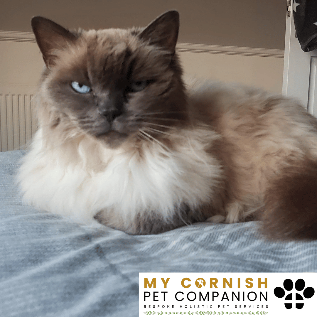 Pet Sitting Services in Saltash. Pet Sitting Services in Cornwall. Pet Sitting Services in Devon. Pet Sitting Services in Devon & Cornwall My Cornish Pet Companion offers professional pet sitting services, personalised pet care services and dedicated pet chaperone services across Saltash, Devon, and Cornwall. From wedding pet chaperone to special event and life event pet chaperone services, I'm here to make sure your pets are cared for, wherever life takes you. Pet Chaperone Services in Saltash. Pet Chaperone Services in Cornwall. Pet Chaperone Services in Devon. Pet Chaperone Services in Devon & Cornwall My Cornish Pet Chaperone offers professional pet chaperone services, personalised pet chaperone services and dedicated pet chaperone services across Saltash, Devon, and Cornwall. From wedding pet chaperone to special event and life event pet chaperone services, I'm here to make sure your pets are cared for, wherever life takes you. Pet Doula Services in Saltash. Pet Doula Services in Cornwall. Pet Doula Services in Devon. Pet Doula Services in Devon & Cornwall My Cornish Pet Doula offers professional pet doula and pet and animal end of life support services, personalised pet doula services and dedicated pet doula services across Saltash, Devon, and Cornwall. When it's time to say goodbye to your family's best friend, then I'm here to bring support and guidance at a difficult time. PROFESSIONAL PET CARE IN SALTASH, CORNWALL AND DEVON. PET SITTING IN SALTASH. PET SITTING IN CORNWALL. PET SITTING IN DEVON. HOUSE SITTING IN CORNWALL AND DEVON. WEDDING PET CHAPERONE SERVICES. PET DOULA AND PET END-OF-LIFE SUPPORT. My Cornish Pet Companion provides professional, trusted, reliable and compassionate pet care services from our base in Saltash, Cornwall, serving pet owners across Cornwall, Devon and the wider Devon and Cornwall region. Offering personalised pet sitting, dog sitting, cat sitting, in-home pet sitting, holiday pet sitting, overnight pet care, house sitting, house and pet sitting, wedding pet chaperone services, dog wedding chaperone services, special event pet chaperoning, senior pet care, pet doula services, palliative pet support and compassionate pet end-of-life support, My Cornish Pet Companion provides a highly personal alternative for owners looking for experienced and dependable professional pet care in Saltash, Cornwall and Devon. If you are searching for a PET SITTER IN SALTASH, PET SITTER IN CORNWALL, PET SITTER IN DEVON, PET SITTING IN CORNWALL, PET SITTING IN DEVON, PET SITTING IN SALTASH, DOG SITTER IN CORNWALL, DOG SITTER IN DEVON, CAT SITTER IN CORNWALL, CAT SITTER IN DEVON, HOME PET SITTER, HOLIDAY PET SITTER, OVERNIGHT PET SITTER or PROFESSIONAL PET CARE NEAR ME, My Cornish Pet Companion offers attentive, individual pet care tailored around your animal, their personality, their established routine and their home environment. Our professional in-home pet sitting services allow dogs, cats and other companion animals to remain in familiar surroundings while their owners are away, with dedicated care, companionship, feeding, exercise, attention and support built around their normal everyday routine. Our PET SITTING SERVICES IN CORNWALL AND DEVON are ideal for owners going on holiday, travelling for work, spending a weekend away, attending a special occasion or simply needing trusted additional support with their pets. Based in SALTASH, CORNWALL, My Cornish Pet Companion provides professional pet sitting and home pet care across Cornwall and Devon for owners seeking a dependable alternative to kennels, catteries and traditional pet boarding. Whether you have a dog, cat, puppy, senior pet, multiple pets or an animal with an individual routine, our personalised Cornwall and Devon pet sitting services are centred around comfort, consistency, companionship and compassionate care. My Cornish Pet Companion also provides PROFESSIONAL HOUSE SITTING IN SALTASH, HOUSE SITTING IN CORNWALL, HOUSE SITTING IN DEVON and combined HOUSE AND PET SITTING SERVICES throughout Cornwall and Devon. If you're searching for a HOUSE SITTER NEAR ME, HOUSE SITTER CORNWALL, HOUSE SITTER DEVON, HOUSE SITTER SALTASH, HOLIDAY HOUSE SITTING, OVERNIGHT HOUSE SITTING, HOME SITTING, PROPERTY SITTING or HOUSE AND PET SITTER NEAR ME, our professional house sitting service provides reassurance that your home is being looked after while you're away. From maintaining a reassuring presence at your property to collecting post, watering plants, putting out bins, checking your home and caring for pets in their own surroundings, our house sitting and pet sitting services are tailored to your individual home, animals and requirements. For couples planning a DOG-FRIENDLY WEDDING IN CORNWALL or DOG-FRIENDLY WEDDING IN DEVON, My Cornish Pet Companion also provides dedicated WEDDING PET CHAPERONE SERVICES throughout Saltash, Cornwall and Devon. Our professional wedding dog chaperone and pet wedding chaperone services help make it possible for your beloved pet to be part of your wedding ceremony, wedding photographs and celebrations while receiving dedicated one-to-one care and supervision. Whether your dog is walking down the aisle, greeting wedding guests, appearing in photographs, acting as a ring bearer or simply joining you for part of your special day, our WEDDING PET CHAPERONE CORNWALL and WEDDING PET CHAPERONE DEVON services allow your pet to participate without placing responsibility for their care on your family, bridesmaids, groomsmen or wedding guests. Searching for a WEDDING PET CHAPERONE NEAR ME, DOG WEDDING CHAPERONE NEAR ME, WEDDING DOG SITTER, PET CHAPERONE CORNWALL, PET CHAPERONE DEVON, WEDDING DOG CHAPERONE CORNWALL, WEDDING DOG CHAPERONE DEVON or WEDDING PET CHAPERONE SALTASH? My Cornish Pet Companion provides professional pet chaperoning for weddings, engagements, proposals, family celebrations, photography sessions, special occasions and other important events across Cornwall and Devon. Our pet chaperone service can include caring for your pet around the event, supervising them while they are present and ensuring they remain comfortable, happy and cared for throughout their involvement in your special occasion. My Cornish Pet Companion also provides compassionate PET DOULA SERVICES IN SALTASH, PET DOULA SERVICES IN CORNWALL and PET DOULA SERVICES IN DEVON for families caring for elderly, senior, seriously ill or end-of-life pets. Our non-veterinary pet doula and pet end-of-life support services provide sensitive, personalised practical and emotional support alongside the professional medical care provided by your veterinary team. For owners searching for a PET DOULA NEAR ME, PET DOULA CORNWALL, PET DOULA DEVON, PET DOULA SALTASH, PET END-OF-LIFE SUPPORT NEAR ME, SENIOR PET CARE CORNWALL, SENIOR PET CARE DEVON, PALLIATIVE PET SUPPORT, END-OF-LIFE SUPPORT FOR DOGS, END-OF-LIFE SUPPORT FOR CATS or COMPASSIONATE PET LOSS SUPPORT, My Cornish Pet Companion offers an understanding and individual approach centred around your pet's comfort, dignity, quality of life and your needs as their family. From everyday professional pet sitting to holiday pet care, overnight pet sitting, house sitting, house and pet sitting, wedding dog chaperoning, special event pet chaperoning, senior pet support and compassionate pet doula services, My Cornish Pet Companion provides a comprehensive range of PROFESSIONAL PET SERVICES IN CORNWALL AND DEVON. Based in SALTASH and serving pet owners across CORNWALL AND DEVON, we provide reliable, attentive and personalised support for owners who want their pets and homes cared for with the same consideration and attention they would give them themselves. PET SITTING NEAR ME. PET SITTER NEAR ME. DOG SITTER NEAR ME. CAT SITTER NEAR ME. PET CARE NEAR ME. HOUSE SITTER NEAR ME. HOUSE AND PET SITTER NEAR ME. PET CHAPERONE NEAR ME. WEDDING PET CHAPERONE NEAR ME. DOG WEDDING CHAPERONE NEAR ME. PET DOULA NEAR ME. PET END-OF-LIFE SUPPORT NEAR ME. For pet owners searching throughout SALTASH, CORNWALL AND DEVON, My Cornish Pet Companion provides professional pet sitting, dog sitting, cat sitting, home pet care, holiday pet sitting, house sitting, property sitting, house and pet sitting, wedding pet care, wedding dog chaperoning, pet chaperone services, senior pet care, pet doula support and compassionate end-of-life pet support. Whether you're looking for PROFESSIONAL PET SITTING IN SALTASH, PROFESSIONAL PET SITTING IN CORNWALL, PROFESSIONAL PET SITTING IN DEVON, TRUSTED PET CARE IN CORNWALL, RELIABLE PET CARE IN DEVON, DOG SITTING IN SALTASH, DOG SITTING IN CORNWALL, DOG SITTING IN DEVON, CAT SITTING IN SALTASH, CAT SITTING IN CORNWALL, CAT SITTING IN DEVON, HOUSE SITTING IN SALTASH, HOUSE SITTING IN CORNWALL, HOUSE SITTING IN DEVON, WEDDING PET CHAPERONING IN CORNWALL, WEDDING PET CHAPERONING IN DEVON, PET DOULA SUPPORT IN CORNWALL or PET DOULA SUPPORT IN DEVON, discover the personal, compassionate and professional service offered by My Cornish Pet Companion. MY CORNISH PET COMPANION – PROFESSIONAL PET CARE IN SALTASH, CORNWALL AND DEVON. Trusted pet sitting, dog sitting, cat sitting, home pet sitting, holiday pet care, house sitting, house and pet sitting, wedding pet chaperone services, dog wedding chaperoning, special occasion pet care, senior pet support, pet doula services and pet end-of-life support throughout Cornwall and Devon. Personal care for beloved pets. Dependable support for their people. Professional pet services tailored around every animal, every home and every individual situation.