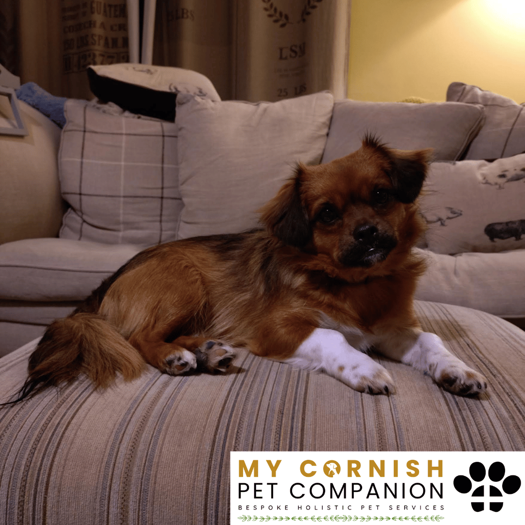Pet Sitting Services in Saltash. Pet Sitting Services in Cornwall. Pet Sitting Services in Devon. Pet Sitting Services in Devon & Cornwall My Cornish Pet Companion offers professional pet sitting services, personalised pet care services and dedicated pet chaperone services across Saltash, Devon, and Cornwall. From wedding pet chaperone to special event and life event pet chaperone services, I'm here to make sure your pets are cared for, wherever life takes you. Pet Chaperone Services in Saltash. Pet Chaperone Services in Cornwall. Pet Chaperone Services in Devon. Pet Chaperone Services in Devon & Cornwall My Cornish Pet Chaperone offers professional pet chaperone services, personalised pet chaperone services and dedicated pet chaperone services across Saltash, Devon, and Cornwall. From wedding pet chaperone to special event and life event pet chaperone services, I'm here to make sure your pets are cared for, wherever life takes you. Pet Doula Services in Saltash. Pet Doula Services in Cornwall. Pet Doula Services in Devon. Pet Doula Services in Devon & Cornwall My Cornish Pet Doula offers professional pet doula and pet and animal end of life support services, personalised pet doula services and dedicated pet doula services across Saltash, Devon, and Cornwall. When it's time to say goodbye to your family's best friend, then I'm here to bring support and guidance at a difficult time. PROFESSIONAL PET CARE IN SALTASH, CORNWALL AND DEVON. PET SITTING IN SALTASH. PET SITTING IN CORNWALL. PET SITTING IN DEVON. HOUSE SITTING IN CORNWALL AND DEVON. WEDDING PET CHAPERONE SERVICES. PET DOULA AND PET END-OF-LIFE SUPPORT. My Cornish Pet Companion provides professional, trusted, reliable and compassionate pet care services from our base in Saltash, Cornwall, serving pet owners across Cornwall, Devon and the wider Devon and Cornwall region. Offering personalised pet sitting, dog sitting, cat sitting, in-home pet sitting, holiday pet sitting, overnight pet care, house sitting, house and pet sitting, wedding pet chaperone services, dog wedding chaperone services, special event pet chaperoning, senior pet care, pet doula services, palliative pet support and compassionate pet end-of-life support, My Cornish Pet Companion provides a highly personal alternative for owners looking for experienced and dependable professional pet care in Saltash, Cornwall and Devon. If you are searching for a PET SITTER IN SALTASH, PET SITTER IN CORNWALL, PET SITTER IN DEVON, PET SITTING IN CORNWALL, PET SITTING IN DEVON, PET SITTING IN SALTASH, DOG SITTER IN CORNWALL, DOG SITTER IN DEVON, CAT SITTER IN CORNWALL, CAT SITTER IN DEVON, HOME PET SITTER, HOLIDAY PET SITTER, OVERNIGHT PET SITTER or PROFESSIONAL PET CARE NEAR ME, My Cornish Pet Companion offers attentive, individual pet care tailored around your animal, their personality, their established routine and their home environment. Our professional in-home pet sitting services allow dogs, cats and other companion animals to remain in familiar surroundings while their owners are away, with dedicated care, companionship, feeding, exercise, attention and support built around their normal everyday routine. Our PET SITTING SERVICES IN CORNWALL AND DEVON are ideal for owners going on holiday, travelling for work, spending a weekend away, attending a special occasion or simply needing trusted additional support with their pets. Based in SALTASH, CORNWALL, My Cornish Pet Companion provides professional pet sitting and home pet care across Cornwall and Devon for owners seeking a dependable alternative to kennels, catteries and traditional pet boarding. Whether you have a dog, cat, puppy, senior pet, multiple pets or an animal with an individual routine, our personalised Cornwall and Devon pet sitting services are centred around comfort, consistency, companionship and compassionate care. My Cornish Pet Companion also provides PROFESSIONAL HOUSE SITTING IN SALTASH, HOUSE SITTING IN CORNWALL, HOUSE SITTING IN DEVON and combined HOUSE AND PET SITTING SERVICES throughout Cornwall and Devon. If you're searching for a HOUSE SITTER NEAR ME, HOUSE SITTER CORNWALL, HOUSE SITTER DEVON, HOUSE SITTER SALTASH, HOLIDAY HOUSE SITTING, OVERNIGHT HOUSE SITTING, HOME SITTING, PROPERTY SITTING or HOUSE AND PET SITTER NEAR ME, our professional house sitting service provides reassurance that your home is being looked after while you're away. From maintaining a reassuring presence at your property to collecting post, watering plants, putting out bins, checking your home and caring for pets in their own surroundings, our house sitting and pet sitting services are tailored to your individual home, animals and requirements. For couples planning a DOG-FRIENDLY WEDDING IN CORNWALL or DOG-FRIENDLY WEDDING IN DEVON, My Cornish Pet Companion also provides dedicated WEDDING PET CHAPERONE SERVICES throughout Saltash, Cornwall and Devon. Our professional wedding dog chaperone and pet wedding chaperone services help make it possible for your beloved pet to be part of your wedding ceremony, wedding photographs and celebrations while receiving dedicated one-to-one care and supervision. Whether your dog is walking down the aisle, greeting wedding guests, appearing in photographs, acting as a ring bearer or simply joining you for part of your special day, our WEDDING PET CHAPERONE CORNWALL and WEDDING PET CHAPERONE DEVON services allow your pet to participate without placing responsibility for their care on your family, bridesmaids, groomsmen or wedding guests. Searching for a WEDDING PET CHAPERONE NEAR ME, DOG WEDDING CHAPERONE NEAR ME, WEDDING DOG SITTER, PET CHAPERONE CORNWALL, PET CHAPERONE DEVON, WEDDING DOG CHAPERONE CORNWALL, WEDDING DOG CHAPERONE DEVON or WEDDING PET CHAPERONE SALTASH? My Cornish Pet Companion provides professional pet chaperoning for weddings, engagements, proposals, family celebrations, photography sessions, special occasions and other important events across Cornwall and Devon. Our pet chaperone service can include caring for your pet around the event, supervising them while they are present and ensuring they remain comfortable, happy and cared for throughout their involvement in your special occasion. My Cornish Pet Companion also provides compassionate PET DOULA SERVICES IN SALTASH, PET DOULA SERVICES IN CORNWALL and PET DOULA SERVICES IN DEVON for families caring for elderly, senior, seriously ill or end-of-life pets. Our non-veterinary pet doula and pet end-of-life support services provide sensitive, personalised practical and emotional support alongside the professional medical care provided by your veterinary team. For owners searching for a PET DOULA NEAR ME, PET DOULA CORNWALL, PET DOULA DEVON, PET DOULA SALTASH, PET END-OF-LIFE SUPPORT NEAR ME, SENIOR PET CARE CORNWALL, SENIOR PET CARE DEVON, PALLIATIVE PET SUPPORT, END-OF-LIFE SUPPORT FOR DOGS, END-OF-LIFE SUPPORT FOR CATS or COMPASSIONATE PET LOSS SUPPORT, My Cornish Pet Companion offers an understanding and individual approach centred around your pet's comfort, dignity, quality of life and your needs as their family. From everyday professional pet sitting to holiday pet care, overnight pet sitting, house sitting, house and pet sitting, wedding dog chaperoning, special event pet chaperoning, senior pet support and compassionate pet doula services, My Cornish Pet Companion provides a comprehensive range of PROFESSIONAL PET SERVICES IN CORNWALL AND DEVON. Based in SALTASH and serving pet owners across CORNWALL AND DEVON, we provide reliable, attentive and personalised support for owners who want their pets and homes cared for with the same consideration and attention they would give them themselves. PET SITTING NEAR ME. PET SITTER NEAR ME. DOG SITTER NEAR ME. CAT SITTER NEAR ME. PET CARE NEAR ME. HOUSE SITTER NEAR ME. HOUSE AND PET SITTER NEAR ME. PET CHAPERONE NEAR ME. WEDDING PET CHAPERONE NEAR ME. DOG WEDDING CHAPERONE NEAR ME. PET DOULA NEAR ME. PET END-OF-LIFE SUPPORT NEAR ME. For pet owners searching throughout SALTASH, CORNWALL AND DEVON, My Cornish Pet Companion provides professional pet sitting, dog sitting, cat sitting, home pet care, holiday pet sitting, house sitting, property sitting, house and pet sitting, wedding pet care, wedding dog chaperoning, pet chaperone services, senior pet care, pet doula support and compassionate end-of-life pet support. Whether you're looking for PROFESSIONAL PET SITTING IN SALTASH, PROFESSIONAL PET SITTING IN CORNWALL, PROFESSIONAL PET SITTING IN DEVON, TRUSTED PET CARE IN CORNWALL, RELIABLE PET CARE IN DEVON, DOG SITTING IN SALTASH, DOG SITTING IN CORNWALL, DOG SITTING IN DEVON, CAT SITTING IN SALTASH, CAT SITTING IN CORNWALL, CAT SITTING IN DEVON, HOUSE SITTING IN SALTASH, HOUSE SITTING IN CORNWALL, HOUSE SITTING IN DEVON, WEDDING PET CHAPERONING IN CORNWALL, WEDDING PET CHAPERONING IN DEVON, PET DOULA SUPPORT IN CORNWALL or PET DOULA SUPPORT IN DEVON, discover the personal, compassionate and professional service offered by My Cornish Pet Companion. MY CORNISH PET COMPANION – PROFESSIONAL PET CARE IN SALTASH, CORNWALL AND DEVON. Trusted pet sitting, dog sitting, cat sitting, home pet sitting, holiday pet care, house sitting, house and pet sitting, wedding pet chaperone services, dog wedding chaperoning, special occasion pet care, senior pet support, pet doula services and pet end-of-life support throughout Cornwall and Devon. Personal care for beloved pets. Dependable support for their people. Professional pet services tailored around every animal, every home and every individual situation.