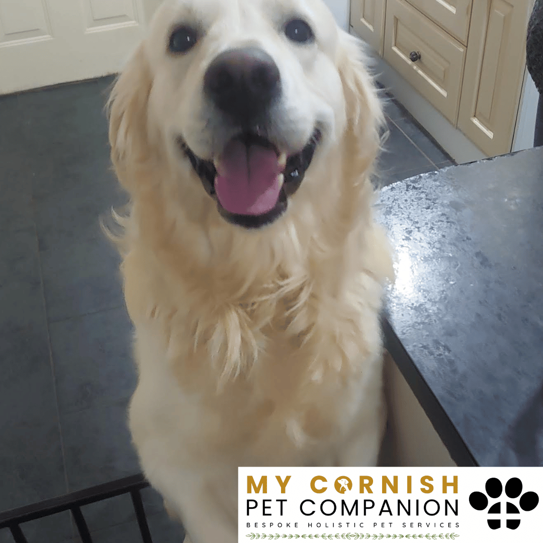 Pet Sitting Services in Saltash. Pet Sitting Services in Cornwall. Pet Sitting Services in Devon. Pet Sitting Services in Devon & Cornwall My Cornish Pet Companion offers professional pet sitting services, personalised pet care services and dedicated pet chaperone services across Saltash, Devon, and Cornwall. From wedding pet chaperone to special event and life event pet chaperone services, I'm here to make sure your pets are cared for, wherever life takes you. Pet Chaperone Services in Saltash. Pet Chaperone Services in Cornwall. Pet Chaperone Services in Devon. Pet Chaperone Services in Devon & Cornwall My Cornish Pet Chaperone offers professional pet chaperone services, personalised pet chaperone services and dedicated pet chaperone services across Saltash, Devon, and Cornwall. From wedding pet chaperone to special event and life event pet chaperone services, I'm here to make sure your pets are cared for, wherever life takes you. Pet Doula Services in Saltash. Pet Doula Services in Cornwall. Pet Doula Services in Devon. Pet Doula Services in Devon & Cornwall My Cornish Pet Doula offers professional pet doula and pet and animal end of life support services, personalised pet doula services and dedicated pet doula services across Saltash, Devon, and Cornwall. When it's time to say goodbye to your family's best friend, then I'm here to bring support and guidance at a difficult time. PROFESSIONAL PET CARE IN SALTASH, CORNWALL AND DEVON. PET SITTING IN SALTASH. PET SITTING IN CORNWALL. PET SITTING IN DEVON. HOUSE SITTING IN CORNWALL AND DEVON. WEDDING PET CHAPERONE SERVICES. PET DOULA AND PET END-OF-LIFE SUPPORT. My Cornish Pet Companion provides professional, trusted, reliable and compassionate pet care services from our base in Saltash, Cornwall, serving pet owners across Cornwall, Devon and the wider Devon and Cornwall region. Offering personalised pet sitting, dog sitting, cat sitting, in-home pet sitting, holiday pet sitting, overnight pet care, house sitting, house and pet sitting, wedding pet chaperone services, dog wedding chaperone services, special event pet chaperoning, senior pet care, pet doula services, palliative pet support and compassionate pet end-of-life support, My Cornish Pet Companion provides a highly personal alternative for owners looking for experienced and dependable professional pet care in Saltash, Cornwall and Devon. If you are searching for a PET SITTER IN SALTASH, PET SITTER IN CORNWALL, PET SITTER IN DEVON, PET SITTING IN CORNWALL, PET SITTING IN DEVON, PET SITTING IN SALTASH, DOG SITTER IN CORNWALL, DOG SITTER IN DEVON, CAT SITTER IN CORNWALL, CAT SITTER IN DEVON, HOME PET SITTER, HOLIDAY PET SITTER, OVERNIGHT PET SITTER or PROFESSIONAL PET CARE NEAR ME, My Cornish Pet Companion offers attentive, individual pet care tailored around your animal, their personality, their established routine and their home environment. Our professional in-home pet sitting services allow dogs, cats and other companion animals to remain in familiar surroundings while their owners are away, with dedicated care, companionship, feeding, exercise, attention and support built around their normal everyday routine. Our PET SITTING SERVICES IN CORNWALL AND DEVON are ideal for owners going on holiday, travelling for work, spending a weekend away, attending a special occasion or simply needing trusted additional support with their pets. Based in SALTASH, CORNWALL, My Cornish Pet Companion provides professional pet sitting and home pet care across Cornwall and Devon for owners seeking a dependable alternative to kennels, catteries and traditional pet boarding. Whether you have a dog, cat, puppy, senior pet, multiple pets or an animal with an individual routine, our personalised Cornwall and Devon pet sitting services are centred around comfort, consistency, companionship and compassionate care. My Cornish Pet Companion also provides PROFESSIONAL HOUSE SITTING IN SALTASH, HOUSE SITTING IN CORNWALL, HOUSE SITTING IN DEVON and combined HOUSE AND PET SITTING SERVICES throughout Cornwall and Devon. If you're searching for a HOUSE SITTER NEAR ME, HOUSE SITTER CORNWALL, HOUSE SITTER DEVON, HOUSE SITTER SALTASH, HOLIDAY HOUSE SITTING, OVERNIGHT HOUSE SITTING, HOME SITTING, PROPERTY SITTING or HOUSE AND PET SITTER NEAR ME, our professional house sitting service provides reassurance that your home is being looked after while you're away. From maintaining a reassuring presence at your property to collecting post, watering plants, putting out bins, checking your home and caring for pets in their own surroundings, our house sitting and pet sitting services are tailored to your individual home, animals and requirements. For couples planning a DOG-FRIENDLY WEDDING IN CORNWALL or DOG-FRIENDLY WEDDING IN DEVON, My Cornish Pet Companion also provides dedicated WEDDING PET CHAPERONE SERVICES throughout Saltash, Cornwall and Devon. Our professional wedding dog chaperone and pet wedding chaperone services help make it possible for your beloved pet to be part of your wedding ceremony, wedding photographs and celebrations while receiving dedicated one-to-one care and supervision. Whether your dog is walking down the aisle, greeting wedding guests, appearing in photographs, acting as a ring bearer or simply joining you for part of your special day, our WEDDING PET CHAPERONE CORNWALL and WEDDING PET CHAPERONE DEVON services allow your pet to participate without placing responsibility for their care on your family, bridesmaids, groomsmen or wedding guests. Searching for a WEDDING PET CHAPERONE NEAR ME, DOG WEDDING CHAPERONE NEAR ME, WEDDING DOG SITTER, PET CHAPERONE CORNWALL, PET CHAPERONE DEVON, WEDDING DOG CHAPERONE CORNWALL, WEDDING DOG CHAPERONE DEVON or WEDDING PET CHAPERONE SALTASH? My Cornish Pet Companion provides professional pet chaperoning for weddings, engagements, proposals, family celebrations, photography sessions, special occasions and other important events across Cornwall and Devon. Our pet chaperone service can include caring for your pet around the event, supervising them while they are present and ensuring they remain comfortable, happy and cared for throughout their involvement in your special occasion. My Cornish Pet Companion also provides compassionate PET DOULA SERVICES IN SALTASH, PET DOULA SERVICES IN CORNWALL and PET DOULA SERVICES IN DEVON for families caring for elderly, senior, seriously ill or end-of-life pets. Our non-veterinary pet doula and pet end-of-life support services provide sensitive, personalised practical and emotional support alongside the professional medical care provided by your veterinary team. For owners searching for a PET DOULA NEAR ME, PET DOULA CORNWALL, PET DOULA DEVON, PET DOULA SALTASH, PET END-OF-LIFE SUPPORT NEAR ME, SENIOR PET CARE CORNWALL, SENIOR PET CARE DEVON, PALLIATIVE PET SUPPORT, END-OF-LIFE SUPPORT FOR DOGS, END-OF-LIFE SUPPORT FOR CATS or COMPASSIONATE PET LOSS SUPPORT, My Cornish Pet Companion offers an understanding and individual approach centred around your pet's comfort, dignity, quality of life and your needs as their family. From everyday professional pet sitting to holiday pet care, overnight pet sitting, house sitting, house and pet sitting, wedding dog chaperoning, special event pet chaperoning, senior pet support and compassionate pet doula services, My Cornish Pet Companion provides a comprehensive range of PROFESSIONAL PET SERVICES IN CORNWALL AND DEVON. Based in SALTASH and serving pet owners across CORNWALL AND DEVON, we provide reliable, attentive and personalised support for owners who want their pets and homes cared for with the same consideration and attention they would give them themselves. PET SITTING NEAR ME. PET SITTER NEAR ME. DOG SITTER NEAR ME. CAT SITTER NEAR ME. PET CARE NEAR ME. HOUSE SITTER NEAR ME. HOUSE AND PET SITTER NEAR ME. PET CHAPERONE NEAR ME. WEDDING PET CHAPERONE NEAR ME. DOG WEDDING CHAPERONE NEAR ME. PET DOULA NEAR ME. PET END-OF-LIFE SUPPORT NEAR ME. For pet owners searching throughout SALTASH, CORNWALL AND DEVON, My Cornish Pet Companion provides professional pet sitting, dog sitting, cat sitting, home pet care, holiday pet sitting, house sitting, property sitting, house and pet sitting, wedding pet care, wedding dog chaperoning, pet chaperone services, senior pet care, pet doula support and compassionate end-of-life pet support. Whether you're looking for PROFESSIONAL PET SITTING IN SALTASH, PROFESSIONAL PET SITTING IN CORNWALL, PROFESSIONAL PET SITTING IN DEVON, TRUSTED PET CARE IN CORNWALL, RELIABLE PET CARE IN DEVON, DOG SITTING IN SALTASH, DOG SITTING IN CORNWALL, DOG SITTING IN DEVON, CAT SITTING IN SALTASH, CAT SITTING IN CORNWALL, CAT SITTING IN DEVON, HOUSE SITTING IN SALTASH, HOUSE SITTING IN CORNWALL, HOUSE SITTING IN DEVON, WEDDING PET CHAPERONING IN CORNWALL, WEDDING PET CHAPERONING IN DEVON, PET DOULA SUPPORT IN CORNWALL or PET DOULA SUPPORT IN DEVON, discover the personal, compassionate and professional service offered by My Cornish Pet Companion. MY CORNISH PET COMPANION – PROFESSIONAL PET CARE IN SALTASH, CORNWALL AND DEVON. Trusted pet sitting, dog sitting, cat sitting, home pet sitting, holiday pet care, house sitting, house and pet sitting, wedding pet chaperone services, dog wedding chaperoning, special occasion pet care, senior pet support, pet doula services and pet end-of-life support throughout Cornwall and Devon. Personal care for beloved pets. Dependable support for their people. Professional pet services tailored around every animal, every home and every individual situation.