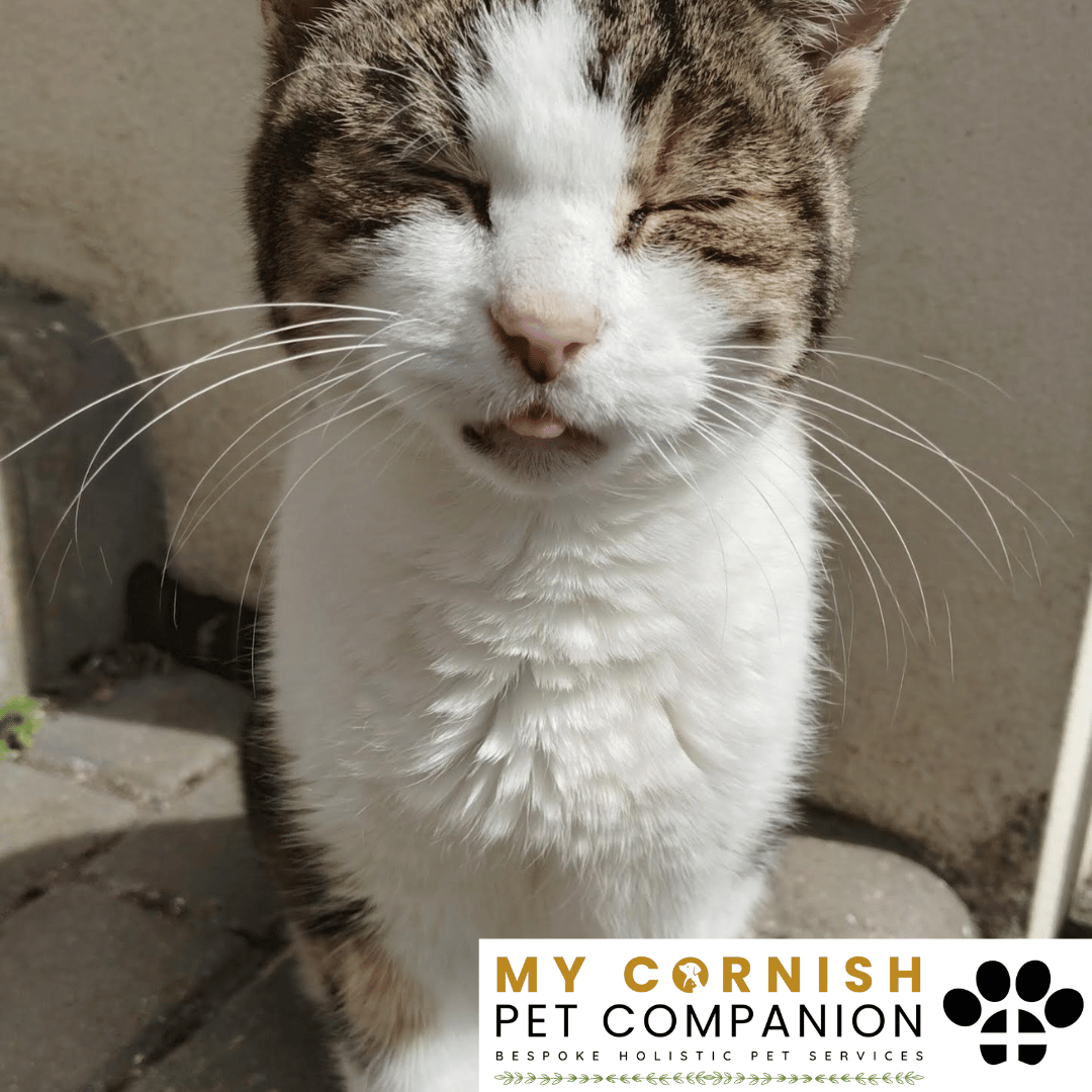 Pet Sitting Services in Saltash. Pet Sitting Services in Cornwall. Pet Sitting Services in Devon. Pet Sitting Services in Devon & Cornwall My Cornish Pet Companion offers professional pet sitting services, personalised pet care services and dedicated pet chaperone services across Saltash, Devon, and Cornwall. From wedding pet chaperone to special event and life event pet chaperone services, I'm here to make sure your pets are cared for, wherever life takes you. Pet Chaperone Services in Saltash. Pet Chaperone Services in Cornwall. Pet Chaperone Services in Devon. Pet Chaperone Services in Devon & Cornwall My Cornish Pet Chaperone offers professional pet chaperone services, personalised pet chaperone services and dedicated pet chaperone services across Saltash, Devon, and Cornwall. From wedding pet chaperone to special event and life event pet chaperone services, I'm here to make sure your pets are cared for, wherever life takes you. Pet Doula Services in Saltash. Pet Doula Services in Cornwall. Pet Doula Services in Devon. Pet Doula Services in Devon & Cornwall My Cornish Pet Doula offers professional pet doula and pet and animal end of life support services, personalised pet doula services and dedicated pet doula services across Saltash, Devon, and Cornwall. When it's time to say goodbye to your family's best friend, then I'm here to bring support and guidance at a difficult time. PROFESSIONAL PET CARE IN SALTASH, CORNWALL AND DEVON. PET SITTING IN SALTASH. PET SITTING IN CORNWALL. PET SITTING IN DEVON. HOUSE SITTING IN CORNWALL AND DEVON. WEDDING PET CHAPERONE SERVICES. PET DOULA AND PET END-OF-LIFE SUPPORT. My Cornish Pet Companion provides professional, trusted, reliable and compassionate pet care services from our base in Saltash, Cornwall, serving pet owners across Cornwall, Devon and the wider Devon and Cornwall region. Offering personalised pet sitting, dog sitting, cat sitting, in-home pet sitting, holiday pet sitting, overnight pet care, house sitting, house and pet sitting, wedding pet chaperone services, dog wedding chaperone services, special event pet chaperoning, senior pet care, pet doula services, palliative pet support and compassionate pet end-of-life support, My Cornish Pet Companion provides a highly personal alternative for owners looking for experienced and dependable professional pet care in Saltash, Cornwall and Devon. If you are searching for a PET SITTER IN SALTASH, PET SITTER IN CORNWALL, PET SITTER IN DEVON, PET SITTING IN CORNWALL, PET SITTING IN DEVON, PET SITTING IN SALTASH, DOG SITTER IN CORNWALL, DOG SITTER IN DEVON, CAT SITTER IN CORNWALL, CAT SITTER IN DEVON, HOME PET SITTER, HOLIDAY PET SITTER, OVERNIGHT PET SITTER or PROFESSIONAL PET CARE NEAR ME, My Cornish Pet Companion offers attentive, individual pet care tailored around your animal, their personality, their established routine and their home environment. Our professional in-home pet sitting services allow dogs, cats and other companion animals to remain in familiar surroundings while their owners are away, with dedicated care, companionship, feeding, exercise, attention and support built around their normal everyday routine. Our PET SITTING SERVICES IN CORNWALL AND DEVON are ideal for owners going on holiday, travelling for work, spending a weekend away, attending a special occasion or simply needing trusted additional support with their pets. Based in SALTASH, CORNWALL, My Cornish Pet Companion provides professional pet sitting and home pet care across Cornwall and Devon for owners seeking a dependable alternative to kennels, catteries and traditional pet boarding. Whether you have a dog, cat, puppy, senior pet, multiple pets or an animal with an individual routine, our personalised Cornwall and Devon pet sitting services are centred around comfort, consistency, companionship and compassionate care. My Cornish Pet Companion also provides PROFESSIONAL HOUSE SITTING IN SALTASH, HOUSE SITTING IN CORNWALL, HOUSE SITTING IN DEVON and combined HOUSE AND PET SITTING SERVICES throughout Cornwall and Devon. If you're searching for a HOUSE SITTER NEAR ME, HOUSE SITTER CORNWALL, HOUSE SITTER DEVON, HOUSE SITTER SALTASH, HOLIDAY HOUSE SITTING, OVERNIGHT HOUSE SITTING, HOME SITTING, PROPERTY SITTING or HOUSE AND PET SITTER NEAR ME, our professional house sitting service provides reassurance that your home is being looked after while you're away. From maintaining a reassuring presence at your property to collecting post, watering plants, putting out bins, checking your home and caring for pets in their own surroundings, our house sitting and pet sitting services are tailored to your individual home, animals and requirements. For couples planning a DOG-FRIENDLY WEDDING IN CORNWALL or DOG-FRIENDLY WEDDING IN DEVON, My Cornish Pet Companion also provides dedicated WEDDING PET CHAPERONE SERVICES throughout Saltash, Cornwall and Devon. Our professional wedding dog chaperone and pet wedding chaperone services help make it possible for your beloved pet to be part of your wedding ceremony, wedding photographs and celebrations while receiving dedicated one-to-one care and supervision. Whether your dog is walking down the aisle, greeting wedding guests, appearing in photographs, acting as a ring bearer or simply joining you for part of your special day, our WEDDING PET CHAPERONE CORNWALL and WEDDING PET CHAPERONE DEVON services allow your pet to participate without placing responsibility for their care on your family, bridesmaids, groomsmen or wedding guests. Searching for a WEDDING PET CHAPERONE NEAR ME, DOG WEDDING CHAPERONE NEAR ME, WEDDING DOG SITTER, PET CHAPERONE CORNWALL, PET CHAPERONE DEVON, WEDDING DOG CHAPERONE CORNWALL, WEDDING DOG CHAPERONE DEVON or WEDDING PET CHAPERONE SALTASH? My Cornish Pet Companion provides professional pet chaperoning for weddings, engagements, proposals, family celebrations, photography sessions, special occasions and other important events across Cornwall and Devon. Our pet chaperone service can include caring for your pet around the event, supervising them while they are present and ensuring they remain comfortable, happy and cared for throughout their involvement in your special occasion. My Cornish Pet Companion also provides compassionate PET DOULA SERVICES IN SALTASH, PET DOULA SERVICES IN CORNWALL and PET DOULA SERVICES IN DEVON for families caring for elderly, senior, seriously ill or end-of-life pets. Our non-veterinary pet doula and pet end-of-life support services provide sensitive, personalised practical and emotional support alongside the professional medical care provided by your veterinary team. For owners searching for a PET DOULA NEAR ME, PET DOULA CORNWALL, PET DOULA DEVON, PET DOULA SALTASH, PET END-OF-LIFE SUPPORT NEAR ME, SENIOR PET CARE CORNWALL, SENIOR PET CARE DEVON, PALLIATIVE PET SUPPORT, END-OF-LIFE SUPPORT FOR DOGS, END-OF-LIFE SUPPORT FOR CATS or COMPASSIONATE PET LOSS SUPPORT, My Cornish Pet Companion offers an understanding and individual approach centred around your pet's comfort, dignity, quality of life and your needs as their family. From everyday professional pet sitting to holiday pet care, overnight pet sitting, house sitting, house and pet sitting, wedding dog chaperoning, special event pet chaperoning, senior pet support and compassionate pet doula services, My Cornish Pet Companion provides a comprehensive range of PROFESSIONAL PET SERVICES IN CORNWALL AND DEVON. Based in SALTASH and serving pet owners across CORNWALL AND DEVON, we provide reliable, attentive and personalised support for owners who want their pets and homes cared for with the same consideration and attention they would give them themselves. PET SITTING NEAR ME. PET SITTER NEAR ME. DOG SITTER NEAR ME. CAT SITTER NEAR ME. PET CARE NEAR ME. HOUSE SITTER NEAR ME. HOUSE AND PET SITTER NEAR ME. PET CHAPERONE NEAR ME. WEDDING PET CHAPERONE NEAR ME. DOG WEDDING CHAPERONE NEAR ME. PET DOULA NEAR ME. PET END-OF-LIFE SUPPORT NEAR ME. For pet owners searching throughout SALTASH, CORNWALL AND DEVON, My Cornish Pet Companion provides professional pet sitting, dog sitting, cat sitting, home pet care, holiday pet sitting, house sitting, property sitting, house and pet sitting, wedding pet care, wedding dog chaperoning, pet chaperone services, senior pet care, pet doula support and compassionate end-of-life pet support. Whether you're looking for PROFESSIONAL PET SITTING IN SALTASH, PROFESSIONAL PET SITTING IN CORNWALL, PROFESSIONAL PET SITTING IN DEVON, TRUSTED PET CARE IN CORNWALL, RELIABLE PET CARE IN DEVON, DOG SITTING IN SALTASH, DOG SITTING IN CORNWALL, DOG SITTING IN DEVON, CAT SITTING IN SALTASH, CAT SITTING IN CORNWALL, CAT SITTING IN DEVON, HOUSE SITTING IN SALTASH, HOUSE SITTING IN CORNWALL, HOUSE SITTING IN DEVON, WEDDING PET CHAPERONING IN CORNWALL, WEDDING PET CHAPERONING IN DEVON, PET DOULA SUPPORT IN CORNWALL or PET DOULA SUPPORT IN DEVON, discover the personal, compassionate and professional service offered by My Cornish Pet Companion. MY CORNISH PET COMPANION – PROFESSIONAL PET CARE IN SALTASH, CORNWALL AND DEVON. Trusted pet sitting, dog sitting, cat sitting, home pet sitting, holiday pet care, house sitting, house and pet sitting, wedding pet chaperone services, dog wedding chaperoning, special occasion pet care, senior pet support, pet doula services and pet end-of-life support throughout Cornwall and Devon. Personal care for beloved pets. Dependable support for their people. Professional pet services tailored around every animal, every home and every individual situation.