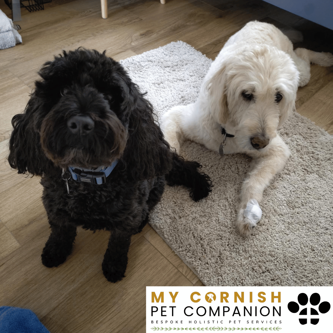 Pet Sitting Services in Saltash. Pet Sitting Services in Cornwall. Pet Sitting Services in Devon. Pet Sitting Services in Devon & Cornwall My Cornish Pet Companion offers professional pet sitting services, personalised pet care services and dedicated pet chaperone services across Saltash, Devon, and Cornwall. From wedding pet chaperone to special event and life event pet chaperone services, I'm here to make sure your pets are cared for, wherever life takes you. Pet Chaperone Services in Saltash. Pet Chaperone Services in Cornwall. Pet Chaperone Services in Devon. Pet Chaperone Services in Devon & Cornwall My Cornish Pet Chaperone offers professional pet chaperone services, personalised pet chaperone services and dedicated pet chaperone services across Saltash, Devon, and Cornwall. From wedding pet chaperone to special event and life event pet chaperone services, I'm here to make sure your pets are cared for, wherever life takes you. Pet Doula Services in Saltash. Pet Doula Services in Cornwall. Pet Doula Services in Devon. Pet Doula Services in Devon & Cornwall My Cornish Pet Doula offers professional pet doula and pet and animal end of life support services, personalised pet doula services and dedicated pet doula services across Saltash, Devon, and Cornwall. When it's time to say goodbye to your family's best friend, then I'm here to bring support and guidance at a difficult time. PROFESSIONAL PET CARE IN SALTASH, CORNWALL AND DEVON. PET SITTING IN SALTASH. PET SITTING IN CORNWALL. PET SITTING IN DEVON. HOUSE SITTING IN CORNWALL AND DEVON. WEDDING PET CHAPERONE SERVICES. PET DOULA AND PET END-OF-LIFE SUPPORT. My Cornish Pet Companion provides professional, trusted, reliable and compassionate pet care services from our base in Saltash, Cornwall, serving pet owners across Cornwall, Devon and the wider Devon and Cornwall region. Offering personalised pet sitting, dog sitting, cat sitting, in-home pet sitting, holiday pet sitting, overnight pet care, house sitting, house and pet sitting, wedding pet chaperone services, dog wedding chaperone services, special event pet chaperoning, senior pet care, pet doula services, palliative pet support and compassionate pet end-of-life support, My Cornish Pet Companion provides a highly personal alternative for owners looking for experienced and dependable professional pet care in Saltash, Cornwall and Devon. If you are searching for a PET SITTER IN SALTASH, PET SITTER IN CORNWALL, PET SITTER IN DEVON, PET SITTING IN CORNWALL, PET SITTING IN DEVON, PET SITTING IN SALTASH, DOG SITTER IN CORNWALL, DOG SITTER IN DEVON, CAT SITTER IN CORNWALL, CAT SITTER IN DEVON, HOME PET SITTER, HOLIDAY PET SITTER, OVERNIGHT PET SITTER or PROFESSIONAL PET CARE NEAR ME, My Cornish Pet Companion offers attentive, individual pet care tailored around your animal, their personality, their established routine and their home environment. Our professional in-home pet sitting services allow dogs, cats and other companion animals to remain in familiar surroundings while their owners are away, with dedicated care, companionship, feeding, exercise, attention and support built around their normal everyday routine. Our PET SITTING SERVICES IN CORNWALL AND DEVON are ideal for owners going on holiday, travelling for work, spending a weekend away, attending a special occasion or simply needing trusted additional support with their pets. Based in SALTASH, CORNWALL, My Cornish Pet Companion provides professional pet sitting and home pet care across Cornwall and Devon for owners seeking a dependable alternative to kennels, catteries and traditional pet boarding. Whether you have a dog, cat, puppy, senior pet, multiple pets or an animal with an individual routine, our personalised Cornwall and Devon pet sitting services are centred around comfort, consistency, companionship and compassionate care. My Cornish Pet Companion also provides PROFESSIONAL HOUSE SITTING IN SALTASH, HOUSE SITTING IN CORNWALL, HOUSE SITTING IN DEVON and combined HOUSE AND PET SITTING SERVICES throughout Cornwall and Devon. If you're searching for a HOUSE SITTER NEAR ME, HOUSE SITTER CORNWALL, HOUSE SITTER DEVON, HOUSE SITTER SALTASH, HOLIDAY HOUSE SITTING, OVERNIGHT HOUSE SITTING, HOME SITTING, PROPERTY SITTING or HOUSE AND PET SITTER NEAR ME, our professional house sitting service provides reassurance that your home is being looked after while you're away. From maintaining a reassuring presence at your property to collecting post, watering plants, putting out bins, checking your home and caring for pets in their own surroundings, our house sitting and pet sitting services are tailored to your individual home, animals and requirements. For couples planning a DOG-FRIENDLY WEDDING IN CORNWALL or DOG-FRIENDLY WEDDING IN DEVON, My Cornish Pet Companion also provides dedicated WEDDING PET CHAPERONE SERVICES throughout Saltash, Cornwall and Devon. Our professional wedding dog chaperone and pet wedding chaperone services help make it possible for your beloved pet to be part of your wedding ceremony, wedding photographs and celebrations while receiving dedicated one-to-one care and supervision. Whether your dog is walking down the aisle, greeting wedding guests, appearing in photographs, acting as a ring bearer or simply joining you for part of your special day, our WEDDING PET CHAPERONE CORNWALL and WEDDING PET CHAPERONE DEVON services allow your pet to participate without placing responsibility for their care on your family, bridesmaids, groomsmen or wedding guests. Searching for a WEDDING PET CHAPERONE NEAR ME, DOG WEDDING CHAPERONE NEAR ME, WEDDING DOG SITTER, PET CHAPERONE CORNWALL, PET CHAPERONE DEVON, WEDDING DOG CHAPERONE CORNWALL, WEDDING DOG CHAPERONE DEVON or WEDDING PET CHAPERONE SALTASH? My Cornish Pet Companion provides professional pet chaperoning for weddings, engagements, proposals, family celebrations, photography sessions, special occasions and other important events across Cornwall and Devon. Our pet chaperone service can include caring for your pet around the event, supervising them while they are present and ensuring they remain comfortable, happy and cared for throughout their involvement in your special occasion. My Cornish Pet Companion also provides compassionate PET DOULA SERVICES IN SALTASH, PET DOULA SERVICES IN CORNWALL and PET DOULA SERVICES IN DEVON for families caring for elderly, senior, seriously ill or end-of-life pets. Our non-veterinary pet doula and pet end-of-life support services provide sensitive, personalised practical and emotional support alongside the professional medical care provided by your veterinary team. For owners searching for a PET DOULA NEAR ME, PET DOULA CORNWALL, PET DOULA DEVON, PET DOULA SALTASH, PET END-OF-LIFE SUPPORT NEAR ME, SENIOR PET CARE CORNWALL, SENIOR PET CARE DEVON, PALLIATIVE PET SUPPORT, END-OF-LIFE SUPPORT FOR DOGS, END-OF-LIFE SUPPORT FOR CATS or COMPASSIONATE PET LOSS SUPPORT, My Cornish Pet Companion offers an understanding and individual approach centred around your pet's comfort, dignity, quality of life and your needs as their family. From everyday professional pet sitting to holiday pet care, overnight pet sitting, house sitting, house and pet sitting, wedding dog chaperoning, special event pet chaperoning, senior pet support and compassionate pet doula services, My Cornish Pet Companion provides a comprehensive range of PROFESSIONAL PET SERVICES IN CORNWALL AND DEVON. Based in SALTASH and serving pet owners across CORNWALL AND DEVON, we provide reliable, attentive and personalised support for owners who want their pets and homes cared for with the same consideration and attention they would give them themselves. PET SITTING NEAR ME. PET SITTER NEAR ME. DOG SITTER NEAR ME. CAT SITTER NEAR ME. PET CARE NEAR ME. HOUSE SITTER NEAR ME. HOUSE AND PET SITTER NEAR ME. PET CHAPERONE NEAR ME. WEDDING PET CHAPERONE NEAR ME. DOG WEDDING CHAPERONE NEAR ME. PET DOULA NEAR ME. PET END-OF-LIFE SUPPORT NEAR ME. For pet owners searching throughout SALTASH, CORNWALL AND DEVON, My Cornish Pet Companion provides professional pet sitting, dog sitting, cat sitting, home pet care, holiday pet sitting, house sitting, property sitting, house and pet sitting, wedding pet care, wedding dog chaperoning, pet chaperone services, senior pet care, pet doula support and compassionate end-of-life pet support. Whether you're looking for PROFESSIONAL PET SITTING IN SALTASH, PROFESSIONAL PET SITTING IN CORNWALL, PROFESSIONAL PET SITTING IN DEVON, TRUSTED PET CARE IN CORNWALL, RELIABLE PET CARE IN DEVON, DOG SITTING IN SALTASH, DOG SITTING IN CORNWALL, DOG SITTING IN DEVON, CAT SITTING IN SALTASH, CAT SITTING IN CORNWALL, CAT SITTING IN DEVON, HOUSE SITTING IN SALTASH, HOUSE SITTING IN CORNWALL, HOUSE SITTING IN DEVON, WEDDING PET CHAPERONING IN CORNWALL, WEDDING PET CHAPERONING IN DEVON, PET DOULA SUPPORT IN CORNWALL or PET DOULA SUPPORT IN DEVON, discover the personal, compassionate and professional service offered by My Cornish Pet Companion. MY CORNISH PET COMPANION – PROFESSIONAL PET CARE IN SALTASH, CORNWALL AND DEVON. Trusted pet sitting, dog sitting, cat sitting, home pet sitting, holiday pet care, house sitting, house and pet sitting, wedding pet chaperone services, dog wedding chaperoning, special occasion pet care, senior pet support, pet doula services and pet end-of-life support throughout Cornwall and Devon. Personal care for beloved pets. Dependable support for their people. Professional pet services tailored around every animal, every home and every individual situation.