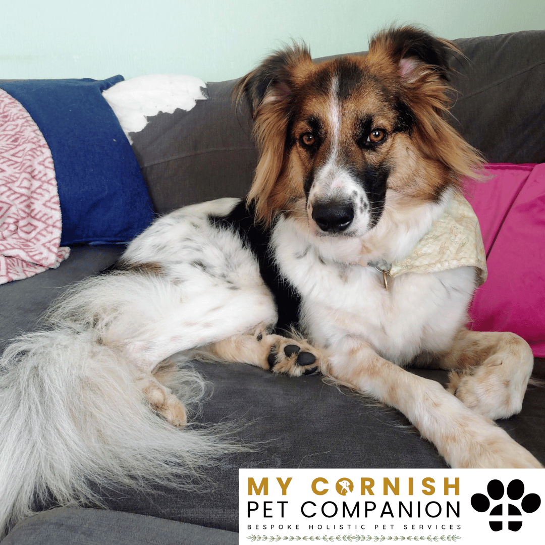 Pet Sitting Services in Saltash. Pet Sitting Services in Cornwall. Pet Sitting Services in Devon. Pet Sitting Services in Devon & Cornwall My Cornish Pet Companion offers professional pet sitting services, personalised pet care services and dedicated pet chaperone services across Saltash, Devon, and Cornwall. From wedding pet chaperone to special event and life event pet chaperone services, I'm here to make sure your pets are cared for, wherever life takes you. Pet Chaperone Services in Saltash. Pet Chaperone Services in Cornwall. Pet Chaperone Services in Devon. Pet Chaperone Services in Devon & Cornwall My Cornish Pet Chaperone offers professional pet chaperone services, personalised pet chaperone services and dedicated pet chaperone services across Saltash, Devon, and Cornwall. From wedding pet chaperone to special event and life event pet chaperone services, I'm here to make sure your pets are cared for, wherever life takes you. Pet Doula Services in Saltash. Pet Doula Services in Cornwall. Pet Doula Services in Devon. Pet Doula Services in Devon & Cornwall My Cornish Pet Doula offers professional pet doula and pet and animal end of life support services, personalised pet doula services and dedicated pet doula services across Saltash, Devon, and Cornwall. When it's time to say goodbye to your family's best friend, then I'm here to bring support and guidance at a difficult time. PROFESSIONAL PET CARE IN SALTASH, CORNWALL AND DEVON. PET SITTING IN SALTASH. PET SITTING IN CORNWALL. PET SITTING IN DEVON. HOUSE SITTING IN CORNWALL AND DEVON. WEDDING PET CHAPERONE SERVICES. PET DOULA AND PET END-OF-LIFE SUPPORT. My Cornish Pet Companion provides professional, trusted, reliable and compassionate pet care services from our base in Saltash, Cornwall, serving pet owners across Cornwall, Devon and the wider Devon and Cornwall region. Offering personalised pet sitting, dog sitting, cat sitting, in-home pet sitting, holiday pet sitting, overnight pet care, house sitting, house and pet sitting, wedding pet chaperone services, dog wedding chaperone services, special event pet chaperoning, senior pet care, pet doula services, palliative pet support and compassionate pet end-of-life support, My Cornish Pet Companion provides a highly personal alternative for owners looking for experienced and dependable professional pet care in Saltash, Cornwall and Devon. If you are searching for a PET SITTER IN SALTASH, PET SITTER IN CORNWALL, PET SITTER IN DEVON, PET SITTING IN CORNWALL, PET SITTING IN DEVON, PET SITTING IN SALTASH, DOG SITTER IN CORNWALL, DOG SITTER IN DEVON, CAT SITTER IN CORNWALL, CAT SITTER IN DEVON, HOME PET SITTER, HOLIDAY PET SITTER, OVERNIGHT PET SITTER or PROFESSIONAL PET CARE NEAR ME, My Cornish Pet Companion offers attentive, individual pet care tailored around your animal, their personality, their established routine and their home environment. Our professional in-home pet sitting services allow dogs, cats and other companion animals to remain in familiar surroundings while their owners are away, with dedicated care, companionship, feeding, exercise, attention and support built around their normal everyday routine. Our PET SITTING SERVICES IN CORNWALL AND DEVON are ideal for owners going on holiday, travelling for work, spending a weekend away, attending a special occasion or simply needing trusted additional support with their pets. Based in SALTASH, CORNWALL, My Cornish Pet Companion provides professional pet sitting and home pet care across Cornwall and Devon for owners seeking a dependable alternative to kennels, catteries and traditional pet boarding. Whether you have a dog, cat, puppy, senior pet, multiple pets or an animal with an individual routine, our personalised Cornwall and Devon pet sitting services are centred around comfort, consistency, companionship and compassionate care. My Cornish Pet Companion also provides PROFESSIONAL HOUSE SITTING IN SALTASH, HOUSE SITTING IN CORNWALL, HOUSE SITTING IN DEVON and combined HOUSE AND PET SITTING SERVICES throughout Cornwall and Devon. If you're searching for a HOUSE SITTER NEAR ME, HOUSE SITTER CORNWALL, HOUSE SITTER DEVON, HOUSE SITTER SALTASH, HOLIDAY HOUSE SITTING, OVERNIGHT HOUSE SITTING, HOME SITTING, PROPERTY SITTING or HOUSE AND PET SITTER NEAR ME, our professional house sitting service provides reassurance that your home is being looked after while you're away. From maintaining a reassuring presence at your property to collecting post, watering plants, putting out bins, checking your home and caring for pets in their own surroundings, our house sitting and pet sitting services are tailored to your individual home, animals and requirements. For couples planning a DOG-FRIENDLY WEDDING IN CORNWALL or DOG-FRIENDLY WEDDING IN DEVON, My Cornish Pet Companion also provides dedicated WEDDING PET CHAPERONE SERVICES throughout Saltash, Cornwall and Devon. Our professional wedding dog chaperone and pet wedding chaperone services help make it possible for your beloved pet to be part of your wedding ceremony, wedding photographs and celebrations while receiving dedicated one-to-one care and supervision. Whether your dog is walking down the aisle, greeting wedding guests, appearing in photographs, acting as a ring bearer or simply joining you for part of your special day, our WEDDING PET CHAPERONE CORNWALL and WEDDING PET CHAPERONE DEVON services allow your pet to participate without placing responsibility for their care on your family, bridesmaids, groomsmen or wedding guests. Searching for a WEDDING PET CHAPERONE NEAR ME, DOG WEDDING CHAPERONE NEAR ME, WEDDING DOG SITTER, PET CHAPERONE CORNWALL, PET CHAPERONE DEVON, WEDDING DOG CHAPERONE CORNWALL, WEDDING DOG CHAPERONE DEVON or WEDDING PET CHAPERONE SALTASH? My Cornish Pet Companion provides professional pet chaperoning for weddings, engagements, proposals, family celebrations, photography sessions, special occasions and other important events across Cornwall and Devon. Our pet chaperone service can include caring for your pet around the event, supervising them while they are present and ensuring they remain comfortable, happy and cared for throughout their involvement in your special occasion. My Cornish Pet Companion also provides compassionate PET DOULA SERVICES IN SALTASH, PET DOULA SERVICES IN CORNWALL and PET DOULA SERVICES IN DEVON for families caring for elderly, senior, seriously ill or end-of-life pets. Our non-veterinary pet doula and pet end-of-life support services provide sensitive, personalised practical and emotional support alongside the professional medical care provided by your veterinary team. For owners searching for a PET DOULA NEAR ME, PET DOULA CORNWALL, PET DOULA DEVON, PET DOULA SALTASH, PET END-OF-LIFE SUPPORT NEAR ME, SENIOR PET CARE CORNWALL, SENIOR PET CARE DEVON, PALLIATIVE PET SUPPORT, END-OF-LIFE SUPPORT FOR DOGS, END-OF-LIFE SUPPORT FOR CATS or COMPASSIONATE PET LOSS SUPPORT, My Cornish Pet Companion offers an understanding and individual approach centred around your pet's comfort, dignity, quality of life and your needs as their family. From everyday professional pet sitting to holiday pet care, overnight pet sitting, house sitting, house and pet sitting, wedding dog chaperoning, special event pet chaperoning, senior pet support and compassionate pet doula services, My Cornish Pet Companion provides a comprehensive range of PROFESSIONAL PET SERVICES IN CORNWALL AND DEVON. Based in SALTASH and serving pet owners across CORNWALL AND DEVON, we provide reliable, attentive and personalised support for owners who want their pets and homes cared for with the same consideration and attention they would give them themselves. PET SITTING NEAR ME. PET SITTER NEAR ME. DOG SITTER NEAR ME. CAT SITTER NEAR ME. PET CARE NEAR ME. HOUSE SITTER NEAR ME. HOUSE AND PET SITTER NEAR ME. PET CHAPERONE NEAR ME. WEDDING PET CHAPERONE NEAR ME. DOG WEDDING CHAPERONE NEAR ME. PET DOULA NEAR ME. PET END-OF-LIFE SUPPORT NEAR ME. For pet owners searching throughout SALTASH, CORNWALL AND DEVON, My Cornish Pet Companion provides professional pet sitting, dog sitting, cat sitting, home pet care, holiday pet sitting, house sitting, property sitting, house and pet sitting, wedding pet care, wedding dog chaperoning, pet chaperone services, senior pet care, pet doula support and compassionate end-of-life pet support. Whether you're looking for PROFESSIONAL PET SITTING IN SALTASH, PROFESSIONAL PET SITTING IN CORNWALL, PROFESSIONAL PET SITTING IN DEVON, TRUSTED PET CARE IN CORNWALL, RELIABLE PET CARE IN DEVON, DOG SITTING IN SALTASH, DOG SITTING IN CORNWALL, DOG SITTING IN DEVON, CAT SITTING IN SALTASH, CAT SITTING IN CORNWALL, CAT SITTING IN DEVON, HOUSE SITTING IN SALTASH, HOUSE SITTING IN CORNWALL, HOUSE SITTING IN DEVON, WEDDING PET CHAPERONING IN CORNWALL, WEDDING PET CHAPERONING IN DEVON, PET DOULA SUPPORT IN CORNWALL or PET DOULA SUPPORT IN DEVON, discover the personal, compassionate and professional service offered by My Cornish Pet Companion. MY CORNISH PET COMPANION – PROFESSIONAL PET CARE IN SALTASH, CORNWALL AND DEVON. Trusted pet sitting, dog sitting, cat sitting, home pet sitting, holiday pet care, house sitting, house and pet sitting, wedding pet chaperone services, dog wedding chaperoning, special occasion pet care, senior pet support, pet doula services and pet end-of-life support throughout Cornwall and Devon. Personal care for beloved pets. Dependable support for their people. Professional pet services tailored around every animal, every home and every individual situation.
