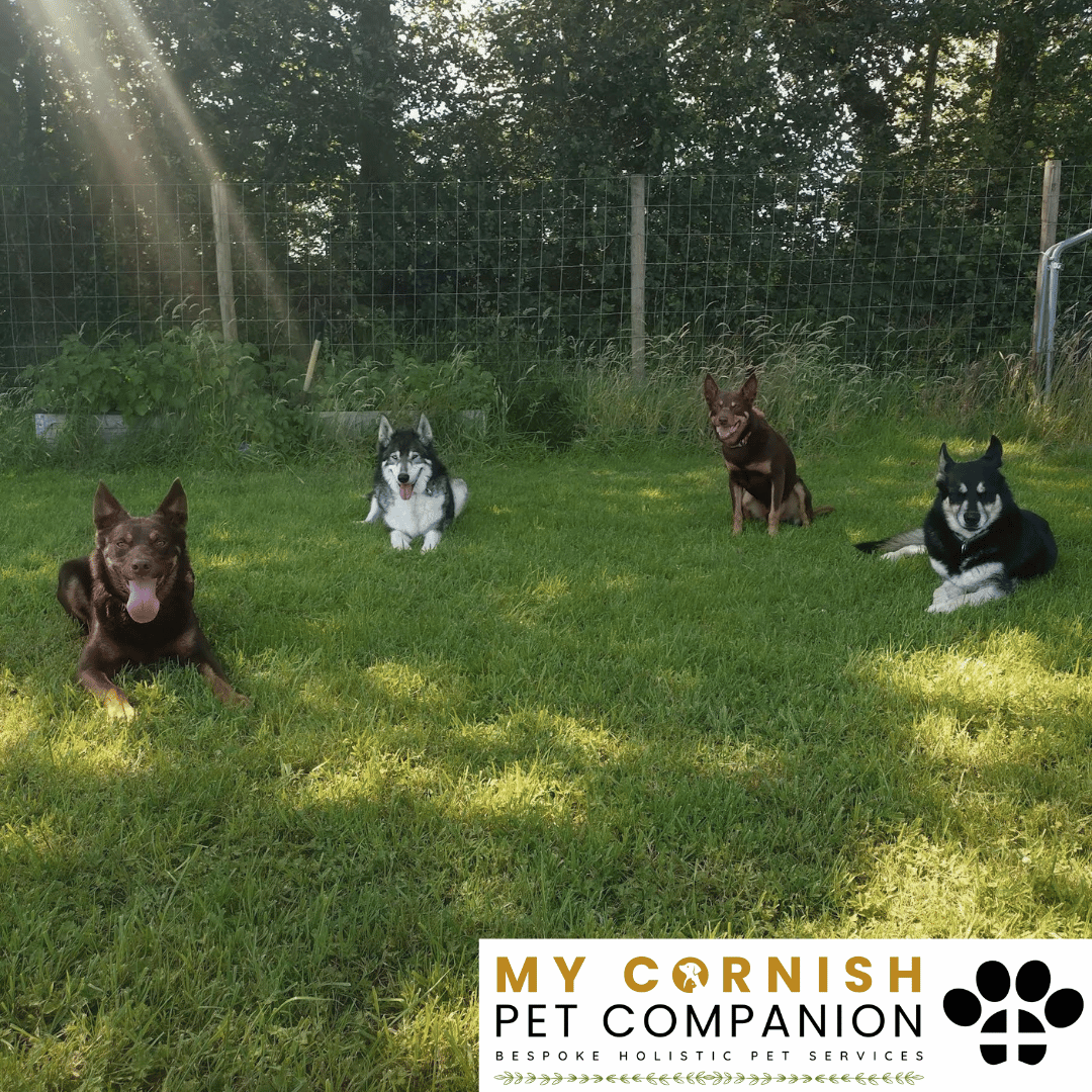 Pet Sitting Services in Saltash. Pet Sitting Services in Cornwall. Pet Sitting Services in Devon. Pet Sitting Services in Devon & Cornwall My Cornish Pet Companion offers professional pet sitting services, personalised pet care services and dedicated pet chaperone services across Saltash, Devon, and Cornwall. From wedding pet chaperone to special event and life event pet chaperone services, I'm here to make sure your pets are cared for, wherever life takes you. Pet Chaperone Services in Saltash. Pet Chaperone Services in Cornwall. Pet Chaperone Services in Devon. Pet Chaperone Services in Devon & Cornwall My Cornish Pet Chaperone offers professional pet chaperone services, personalised pet chaperone services and dedicated pet chaperone services across Saltash, Devon, and Cornwall. From wedding pet chaperone to special event and life event pet chaperone services, I'm here to make sure your pets are cared for, wherever life takes you. Pet Doula Services in Saltash. Pet Doula Services in Cornwall. Pet Doula Services in Devon. Pet Doula Services in Devon & Cornwall My Cornish Pet Doula offers professional pet doula and pet and animal end of life support services, personalised pet doula services and dedicated pet doula services across Saltash, Devon, and Cornwall. When it's time to say goodbye to your family's best friend, then I'm here to bring support and guidance at a difficult time. PROFESSIONAL PET CARE IN SALTASH, CORNWALL AND DEVON. PET SITTING IN SALTASH. PET SITTING IN CORNWALL. PET SITTING IN DEVON. HOUSE SITTING IN CORNWALL AND DEVON. WEDDING PET CHAPERONE SERVICES. PET DOULA AND PET END-OF-LIFE SUPPORT. My Cornish Pet Companion provides professional, trusted, reliable and compassionate pet care services from our base in Saltash, Cornwall, serving pet owners across Cornwall, Devon and the wider Devon and Cornwall region. Offering personalised pet sitting, dog sitting, cat sitting, in-home pet sitting, holiday pet sitting, overnight pet care, house sitting, house and pet sitting, wedding pet chaperone services, dog wedding chaperone services, special event pet chaperoning, senior pet care, pet doula services, palliative pet support and compassionate pet end-of-life support, My Cornish Pet Companion provides a highly personal alternative for owners looking for experienced and dependable professional pet care in Saltash, Cornwall and Devon. If you are searching for a PET SITTER IN SALTASH, PET SITTER IN CORNWALL, PET SITTER IN DEVON, PET SITTING IN CORNWALL, PET SITTING IN DEVON, PET SITTING IN SALTASH, DOG SITTER IN CORNWALL, DOG SITTER IN DEVON, CAT SITTER IN CORNWALL, CAT SITTER IN DEVON, HOME PET SITTER, HOLIDAY PET SITTER, OVERNIGHT PET SITTER or PROFESSIONAL PET CARE NEAR ME, My Cornish Pet Companion offers attentive, individual pet care tailored around your animal, their personality, their established routine and their home environment. Our professional in-home pet sitting services allow dogs, cats and other companion animals to remain in familiar surroundings while their owners are away, with dedicated care, companionship, feeding, exercise, attention and support built around their normal everyday routine. Our PET SITTING SERVICES IN CORNWALL AND DEVON are ideal for owners going on holiday, travelling for work, spending a weekend away, attending a special occasion or simply needing trusted additional support with their pets. Based in SALTASH, CORNWALL, My Cornish Pet Companion provides professional pet sitting and home pet care across Cornwall and Devon for owners seeking a dependable alternative to kennels, catteries and traditional pet boarding. Whether you have a dog, cat, puppy, senior pet, multiple pets or an animal with an individual routine, our personalised Cornwall and Devon pet sitting services are centred around comfort, consistency, companionship and compassionate care. My Cornish Pet Companion also provides PROFESSIONAL HOUSE SITTING IN SALTASH, HOUSE SITTING IN CORNWALL, HOUSE SITTING IN DEVON and combined HOUSE AND PET SITTING SERVICES throughout Cornwall and Devon. If you're searching for a HOUSE SITTER NEAR ME, HOUSE SITTER CORNWALL, HOUSE SITTER DEVON, HOUSE SITTER SALTASH, HOLIDAY HOUSE SITTING, OVERNIGHT HOUSE SITTING, HOME SITTING, PROPERTY SITTING or HOUSE AND PET SITTER NEAR ME, our professional house sitting service provides reassurance that your home is being looked after while you're away. From maintaining a reassuring presence at your property to collecting post, watering plants, putting out bins, checking your home and caring for pets in their own surroundings, our house sitting and pet sitting services are tailored to your individual home, animals and requirements. For couples planning a DOG-FRIENDLY WEDDING IN CORNWALL or DOG-FRIENDLY WEDDING IN DEVON, My Cornish Pet Companion also provides dedicated WEDDING PET CHAPERONE SERVICES throughout Saltash, Cornwall and Devon. Our professional wedding dog chaperone and pet wedding chaperone services help make it possible for your beloved pet to be part of your wedding ceremony, wedding photographs and celebrations while receiving dedicated one-to-one care and supervision. Whether your dog is walking down the aisle, greeting wedding guests, appearing in photographs, acting as a ring bearer or simply joining you for part of your special day, our WEDDING PET CHAPERONE CORNWALL and WEDDING PET CHAPERONE DEVON services allow your pet to participate without placing responsibility for their care on your family, bridesmaids, groomsmen or wedding guests. Searching for a WEDDING PET CHAPERONE NEAR ME, DOG WEDDING CHAPERONE NEAR ME, WEDDING DOG SITTER, PET CHAPERONE CORNWALL, PET CHAPERONE DEVON, WEDDING DOG CHAPERONE CORNWALL, WEDDING DOG CHAPERONE DEVON or WEDDING PET CHAPERONE SALTASH? My Cornish Pet Companion provides professional pet chaperoning for weddings, engagements, proposals, family celebrations, photography sessions, special occasions and other important events across Cornwall and Devon. Our pet chaperone service can include caring for your pet around the event, supervising them while they are present and ensuring they remain comfortable, happy and cared for throughout their involvement in your special occasion. My Cornish Pet Companion also provides compassionate PET DOULA SERVICES IN SALTASH, PET DOULA SERVICES IN CORNWALL and PET DOULA SERVICES IN DEVON for families caring for elderly, senior, seriously ill or end-of-life pets. Our non-veterinary pet doula and pet end-of-life support services provide sensitive, personalised practical and emotional support alongside the professional medical care provided by your veterinary team. For owners searching for a PET DOULA NEAR ME, PET DOULA CORNWALL, PET DOULA DEVON, PET DOULA SALTASH, PET END-OF-LIFE SUPPORT NEAR ME, SENIOR PET CARE CORNWALL, SENIOR PET CARE DEVON, PALLIATIVE PET SUPPORT, END-OF-LIFE SUPPORT FOR DOGS, END-OF-LIFE SUPPORT FOR CATS or COMPASSIONATE PET LOSS SUPPORT, My Cornish Pet Companion offers an understanding and individual approach centred around your pet's comfort, dignity, quality of life and your needs as their family. From everyday professional pet sitting to holiday pet care, overnight pet sitting, house sitting, house and pet sitting, wedding dog chaperoning, special event pet chaperoning, senior pet support and compassionate pet doula services, My Cornish Pet Companion provides a comprehensive range of PROFESSIONAL PET SERVICES IN CORNWALL AND DEVON. Based in SALTASH and serving pet owners across CORNWALL AND DEVON, we provide reliable, attentive and personalised support for owners who want their pets and homes cared for with the same consideration and attention they would give them themselves. PET SITTING NEAR ME. PET SITTER NEAR ME. DOG SITTER NEAR ME. CAT SITTER NEAR ME. PET CARE NEAR ME. HOUSE SITTER NEAR ME. HOUSE AND PET SITTER NEAR ME. PET CHAPERONE NEAR ME. WEDDING PET CHAPERONE NEAR ME. DOG WEDDING CHAPERONE NEAR ME. PET DOULA NEAR ME. PET END-OF-LIFE SUPPORT NEAR ME. For pet owners searching throughout SALTASH, CORNWALL AND DEVON, My Cornish Pet Companion provides professional pet sitting, dog sitting, cat sitting, home pet care, holiday pet sitting, house sitting, property sitting, house and pet sitting, wedding pet care, wedding dog chaperoning, pet chaperone services, senior pet care, pet doula support and compassionate end-of-life pet support. Whether you're looking for PROFESSIONAL PET SITTING IN SALTASH, PROFESSIONAL PET SITTING IN CORNWALL, PROFESSIONAL PET SITTING IN DEVON, TRUSTED PET CARE IN CORNWALL, RELIABLE PET CARE IN DEVON, DOG SITTING IN SALTASH, DOG SITTING IN CORNWALL, DOG SITTING IN DEVON, CAT SITTING IN SALTASH, CAT SITTING IN CORNWALL, CAT SITTING IN DEVON, HOUSE SITTING IN SALTASH, HOUSE SITTING IN CORNWALL, HOUSE SITTING IN DEVON, WEDDING PET CHAPERONING IN CORNWALL, WEDDING PET CHAPERONING IN DEVON, PET DOULA SUPPORT IN CORNWALL or PET DOULA SUPPORT IN DEVON, discover the personal, compassionate and professional service offered by My Cornish Pet Companion. MY CORNISH PET COMPANION – PROFESSIONAL PET CARE IN SALTASH, CORNWALL AND DEVON. Trusted pet sitting, dog sitting, cat sitting, home pet sitting, holiday pet care, house sitting, house and pet sitting, wedding pet chaperone services, dog wedding chaperoning, special occasion pet care, senior pet support, pet doula services and pet end-of-life support throughout Cornwall and Devon. Personal care for beloved pets. Dependable support for their people. Professional pet services tailored around every animal, every home and every individual situation.